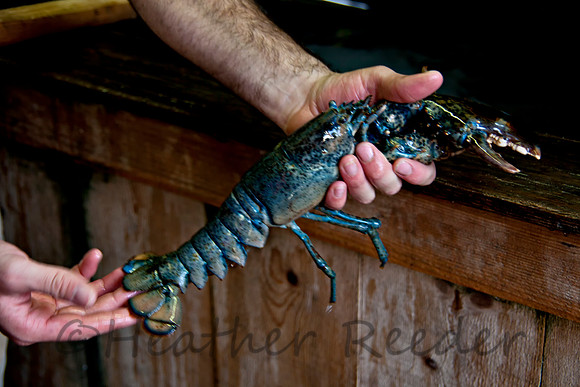 A blue lobster!!