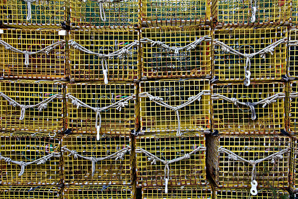 Lobster traps by the dozen