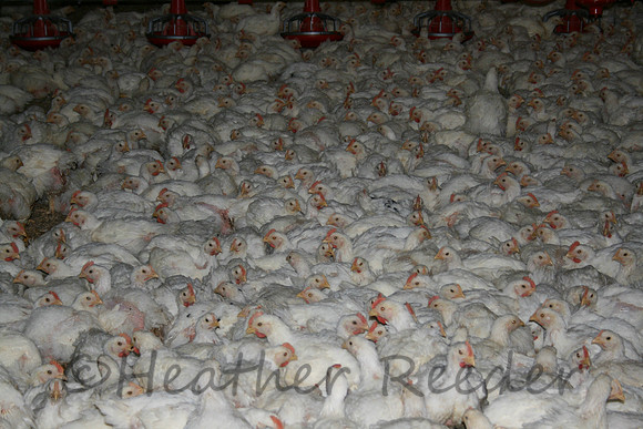 Flock of live chickens inside industrial poultry house.