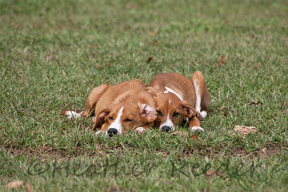 Two adorable sleepy puppies napping in lush green grass.