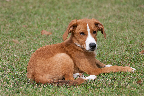 Sleeping pup laying in green grass.