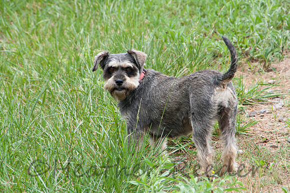 Cute black and tan dog surrounded by tall grass.