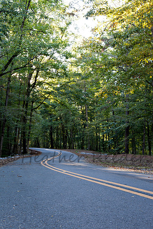 Lined road with slight curve leading through tall green trees.