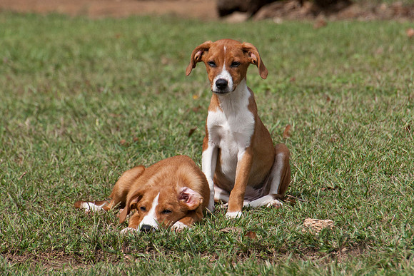 Two adorable brown puppies relaxing in sunshine and green grass.