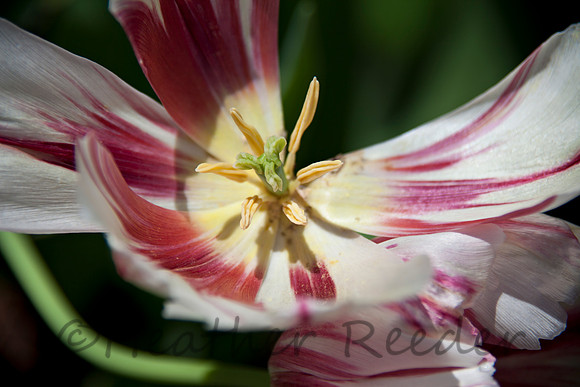 Close-up of varigated tulip.