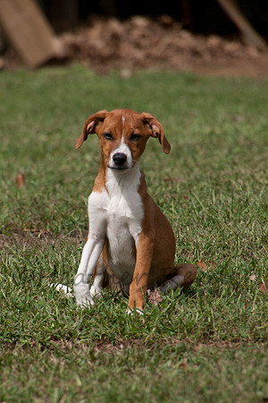 Adorable brown puppy sitting in green grass.