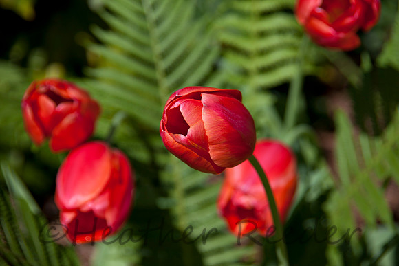 Gorgeous red tulips surrounded by lush green ferns.