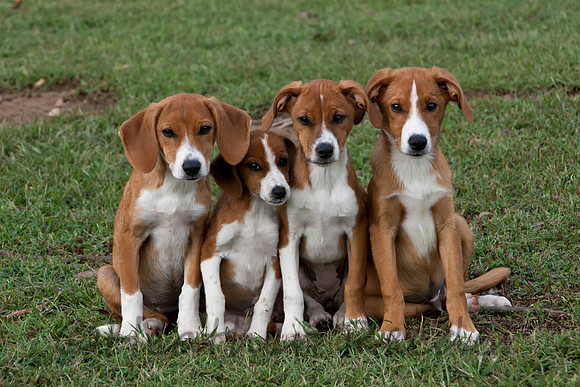 Adorable, cuddly puppies huddled together in green grass.