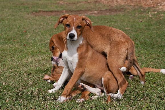 Trio of playful puppies laying in green grass.