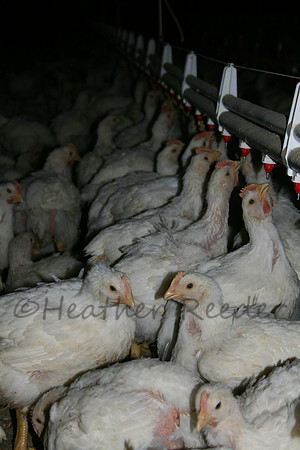 Live white chickens drinking for water lines in industrial poultry house.