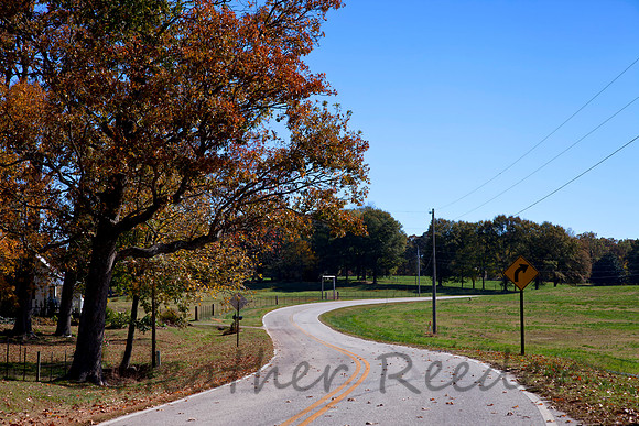 Curvy, leaf covered road