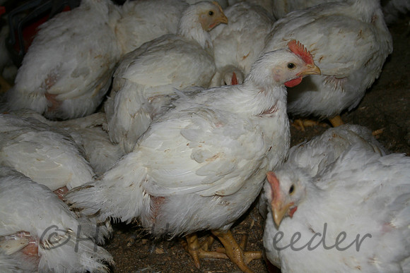 Large white chicken on industrial farm.