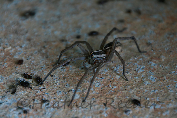 Large, long legged spider surrounded by small beetles.
