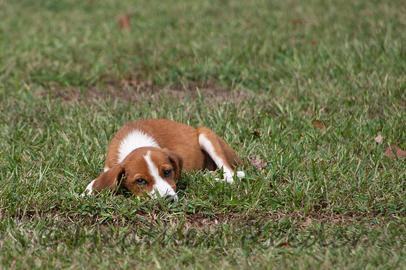 Adorable puppy asleep in the grass.