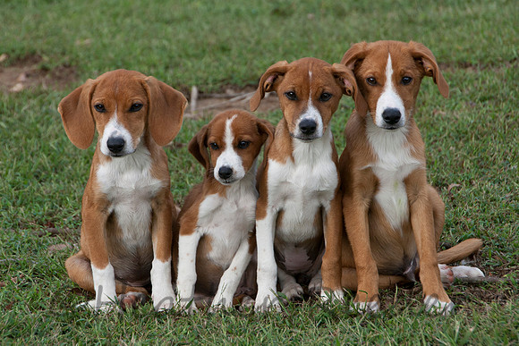 Four cuddly puppies huddled together in green grass.