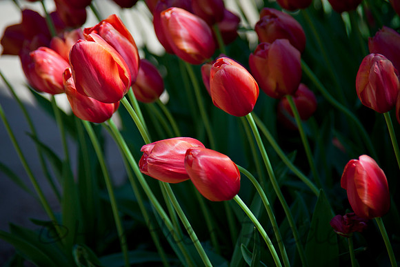 Beautiful red tulips along garden pathway.