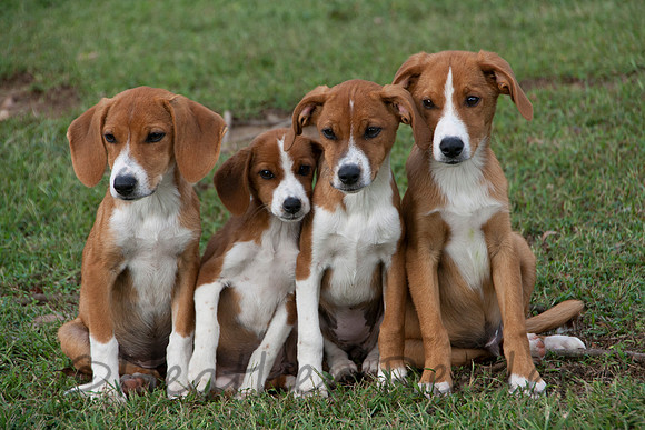 Four playful puppies relaxing in green grass.