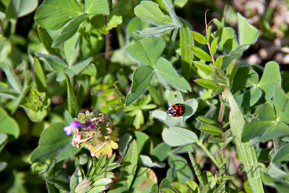 Tiny ladybug on a green blade of grass.