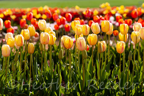 Hubert Family Tulips