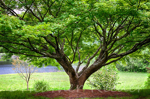 John's Native Gardens