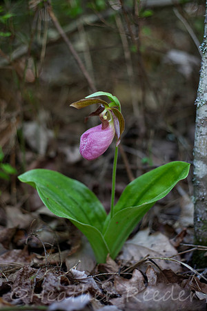 Pink Lady's Slipper