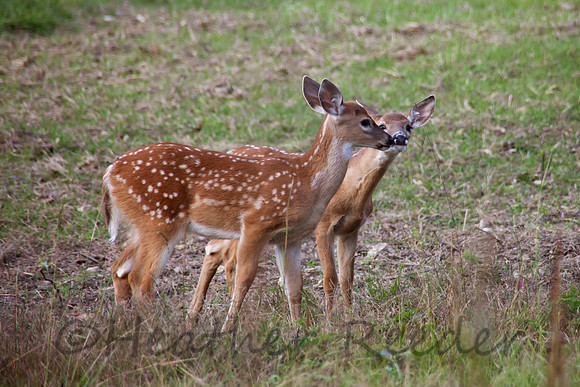 Deer Love