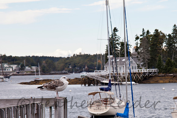 Sea gull at Boothday Harbor