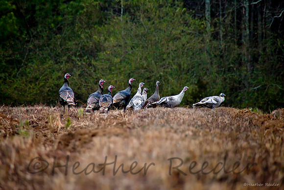 "Gobble, Gobble"