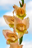 Flowers & Plants